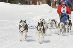 Lenk 2012 SM